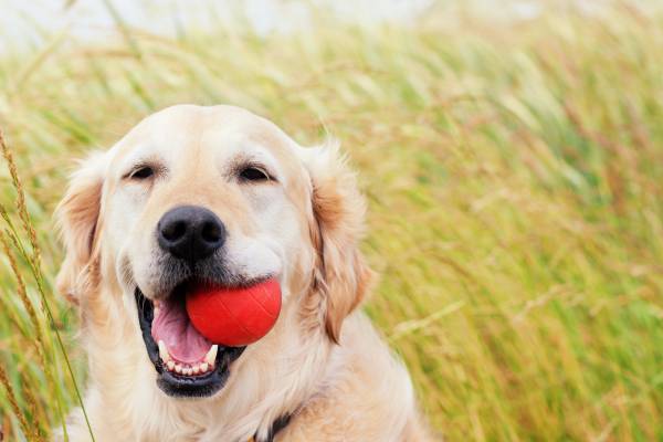 Dog Parks