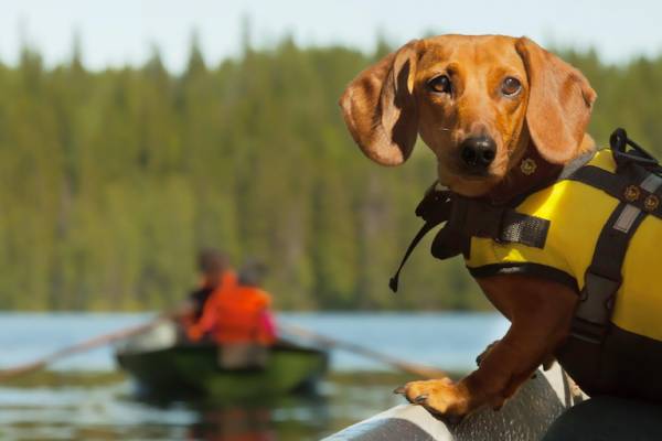 Dog Friendly