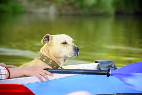 Dog Friendly Activities