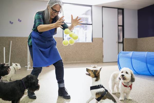 Pet Boarding